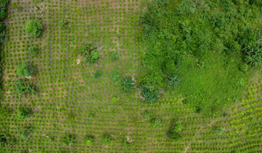 ALERTS. OjoPúblico's Cross-Border Investigative Network identified the presence of criminal groups and their participation in illicit economies in Amazonian localities.