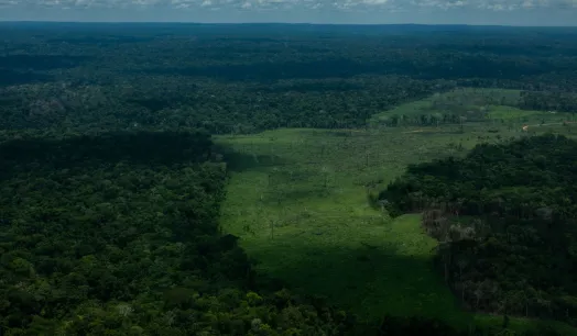 REQUISITO. Desde fines de diciembre, para ingresar a la Unión Europea, exportadoras de café o cacao deben garantizar que su producción no tiene vínculos con la deforestación. 