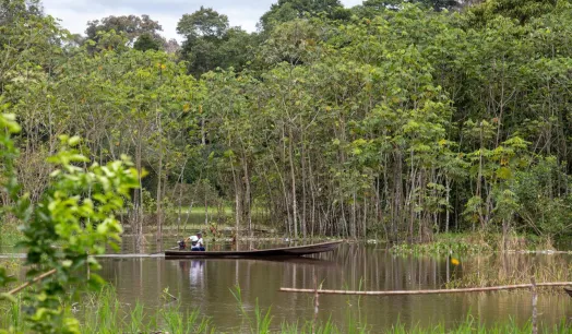 ESTUDIO. Solo la quinta parte de los árboles jóvenes se adapta a temperaturas más cálidas.