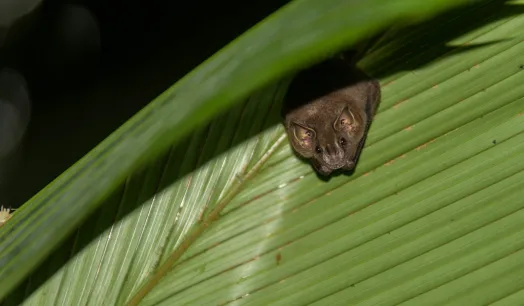CARACTERÍSTICA. Investigadores han detectado ocho tipos de construcciones desarrolladas por murciélagos para protegerse de sus depredadores.