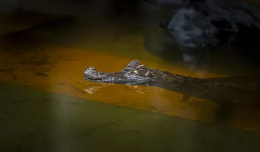 RIESGO. Proyecto de ley pretende que actividades extractivas puedan ejecutarse en áreas intangibles, que conservan diversidad de especies de flora y fauna.