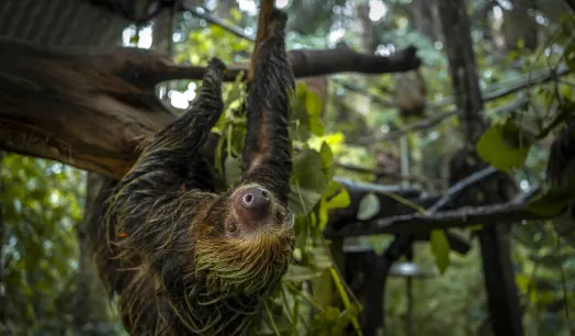 MAMÍFEROS TRAFICADOS. Entre 2021 y 2023, la empresa investigada exportó 3.040 animales silvestres, entre ellos 70 perezosos..
