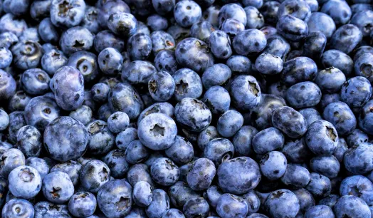 DEMANDA. En Perú, cada hectárea puede producir 19 toneladas de arándanos, es por ello que el país se ha convertido en uno de los mayores proveedores de este fruto en el mundo.