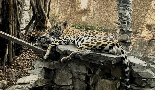 ESCALA. Alrededor de 13 millones de animales en todo el mundo fueron incautados entre 2015 y 2021, entre ellos jaguares.