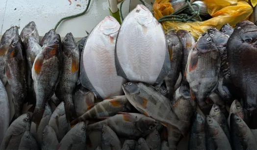 DECLIVE. La captura de choros se desplomó en los últimos 10 años, el lenguado enfrenta una reducción de su talla. 