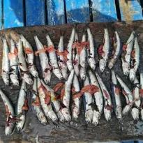 DESOVE. Anchoveta con hueveras expuestas, tras haber sido capturadas por embarcaciones industriales.
