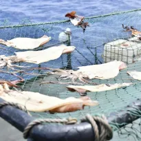 FLOTA GIGANTE. En 2020, China pescaba más de 2.200 millones de kilos de mariscos al año, que en su mayoría era calamar, según varias fuentes. Ningún otro país se acerca a esos valores. 