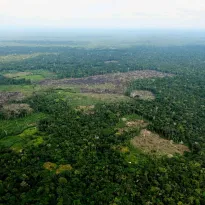 AVANCE. En los últimos años, según los reportes de la Unodc, los cultivos de hoja de coca han aumentado en la Amazonía de Bolivia, Colombia y Perú.