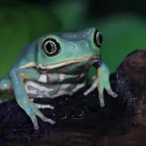 BIODIVERSIDAD. La secreción de la conocida rana kambó ha sido utilizada durante generaciones por comunidades indígenas de la Amazonía como analgésico y antibiótico. 