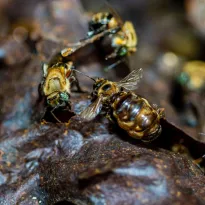 DEFENSORAS DEL BOSQUE. A través de la polinización, las abejas sin aguijón ayudan a aumentar la producción de frutos y luchar contra la deforestación.