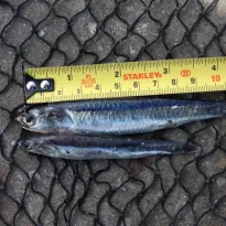 ANCHOVETA. Pesqueras habían declarado una captura de juveniles entre 10,83 y 55,47 puntos porcentuales menor a lo encontrado.