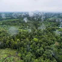 AMAZONÍA. El investigador James MacCarthy explica que las zonas que se están deforestando rápidamente tienden a sufrir más incendios forestales.