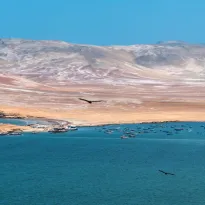 ECOSISTEMA. Once empresas investigadas por pesca ilegal en la Reserva Nacional de Paracas serían beneficiadas por multas en riesgo de prescribir.