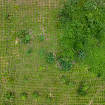 ALERTS. OjoPúblico's Cross-Border Investigative Network identified the presence of criminal groups and their participation in illicit economies in Amazonian localities.