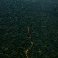 DESAFÍO. La pérdida de acceso a imágenes satelitales de alta resolución dificulta el monitoreo efectivo de la deforestación en la Amazonía peruana.