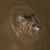 ALERTA. Un estudio reveló que casi el 80% de 273 personas del Nanay tienen un riesgo medio y alto de exposición al mercurio por el consumo de pescado que concentra este metal.