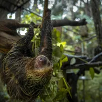 MAMÍFEROS TRAFICADOS. Entre 2021 y 2023, la empresa investigada exportó 3.040 animales silvestres, entre ellos 70 perezosos..