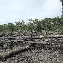 SALUD. La deforestación en la Amazonía está vinculada a 21 enfermedades. Venezuela, Surinam y Perú son los países más afectados por ellas.