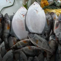 DECLIVE. La captura de choros se desplomó en los últimos 10 años, el lenguado enfrenta una reducción de su talla. 